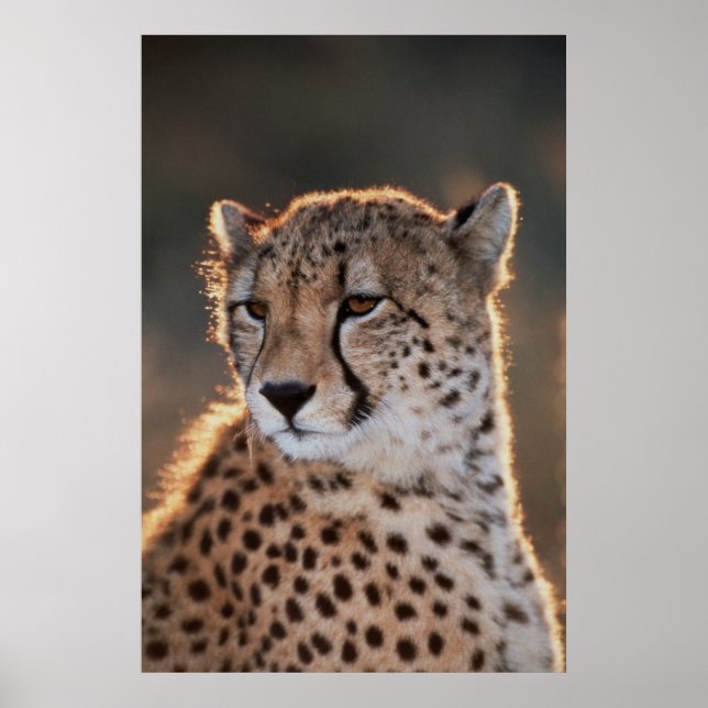 Cheetah looking away poster (Front)