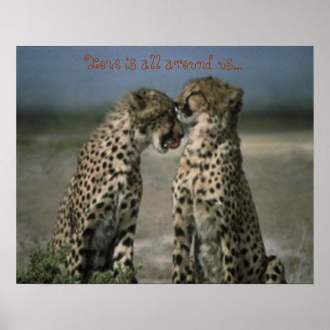 Cheetah Love Poster (Front)