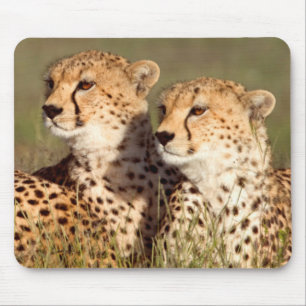 Cheetah Lying In Grass, Ngorongoro Conservation Mouse Mat