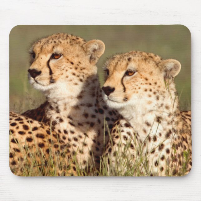 Cheetah Lying In Grass, Ngorongoro Conservation Mouse Mat (Front)