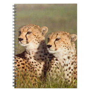 Cheetah Lying In Grass, Ngorongoro Conservation Notebook