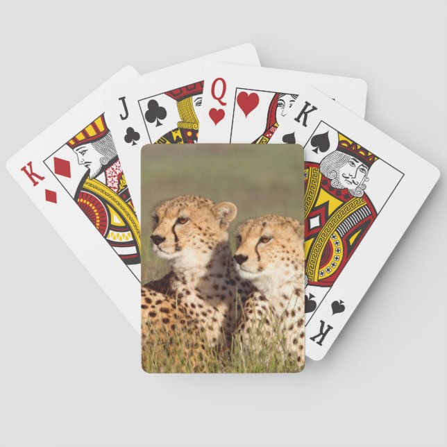 Cheetah Lying In Grass, Ngorongoro Conservation Playing Cards (Back)