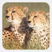 Cheetah Lying In Grass, Ngorongoro Conservation