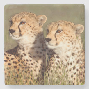 Cheetah Lying In Grass, Ngorongoro Conservation Stone Coaster