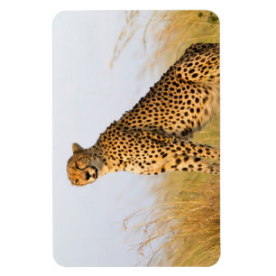 Cheetah Magnet