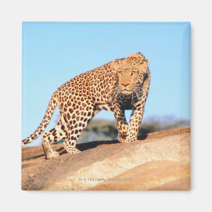 Cheetah Magnet