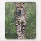 Cheetah mouse pad