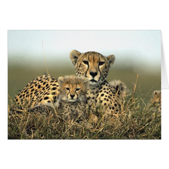 Cheetah Mum and Cub Card (Front Horizontal)