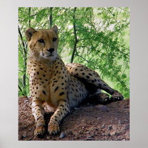 Cheetah on a rock poster