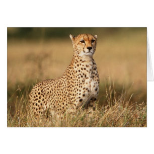 Cheetah on small mound for better visibility