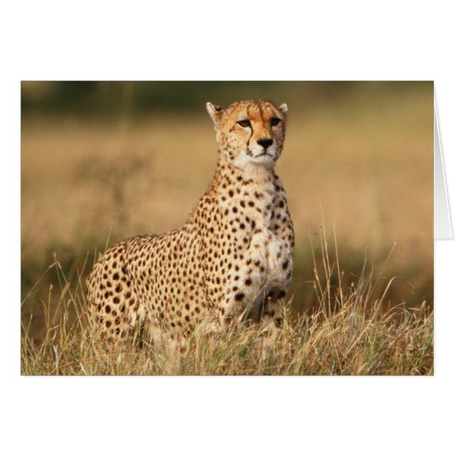 Cheetah on small mound for better visibility (Front Horizontal)