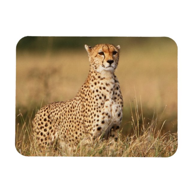 Cheetah on small mound for better visibility magnet (Horizontal)