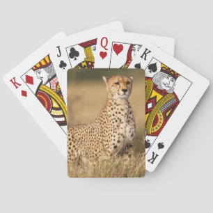 Cheetah on small mound for better visibility playing cards