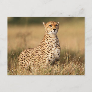 Cheetah on small mound for better visibility postcard