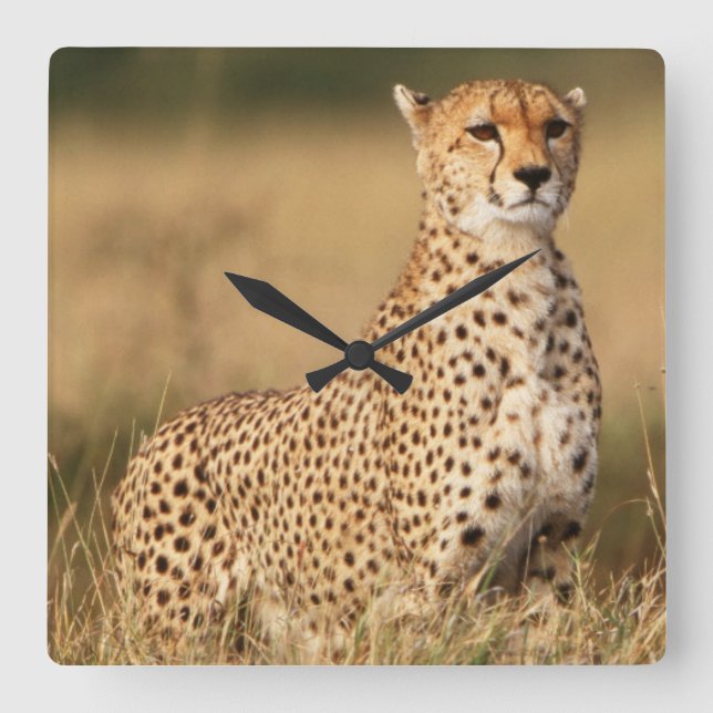 Cheetah on small mound for better visibility square wall clock (Front)