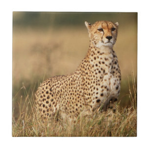 Cheetah on small mound for better visibility tile