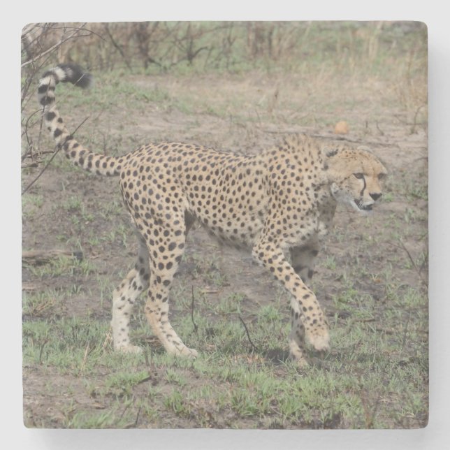 Cheetah On The Move. Stone Coaster (Front)