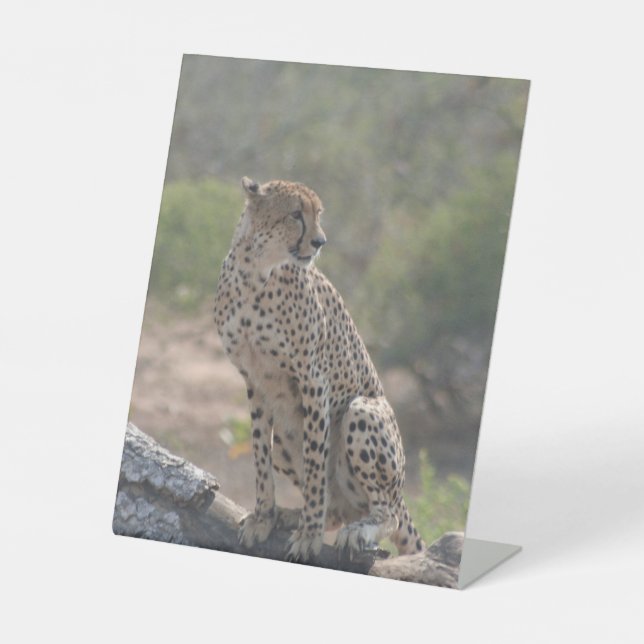 Cheetah Pedestal Sign (Front)