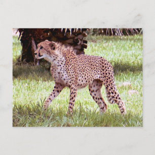 Cheetah Photo Postcard