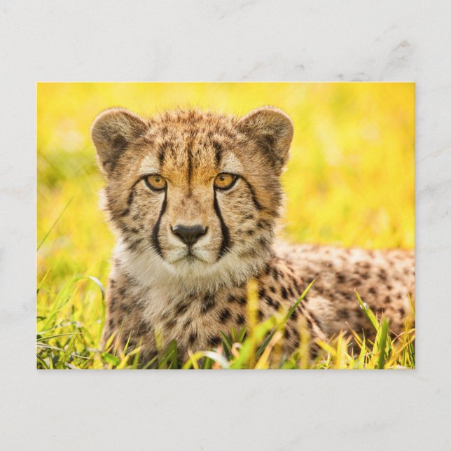 Cheetah Photo Postcard (Front)