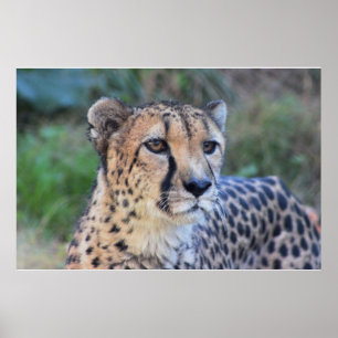 Cheetah Photo Poster