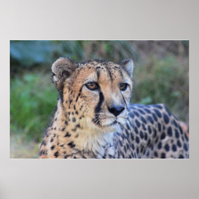 Cheetah Photo Poster (Front)