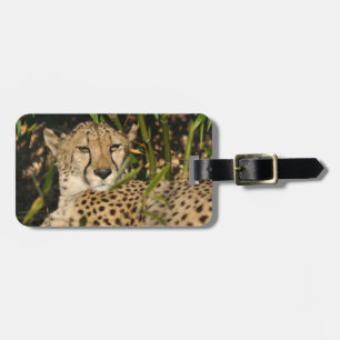 Cheetah photograph luggage tag