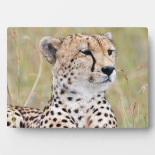 Cheetah Plaque