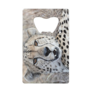 Cheetah Portrait