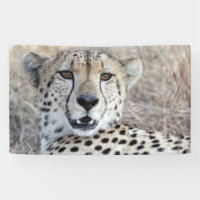 Cheetah Portrait