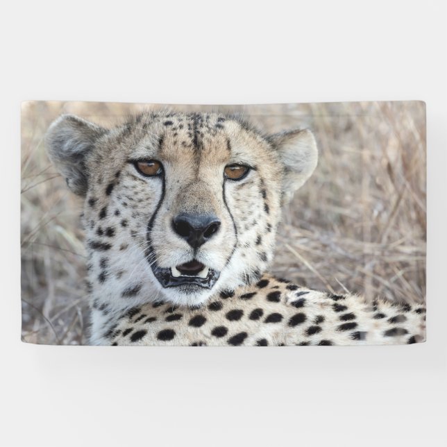 Cheetah Portrait Banner (Horizontal)