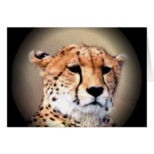 Cheetah Portrait by Full Moon: Nature's Grace (Front Horizontal)