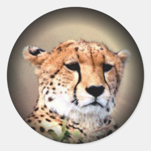 Cheetah Portrait by Full Moon: Nature's Grace Classic Round Sticker