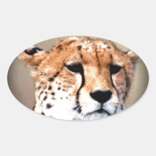 Cheetah Portrait by Full Moon: Nature's Grace Oval Sticker