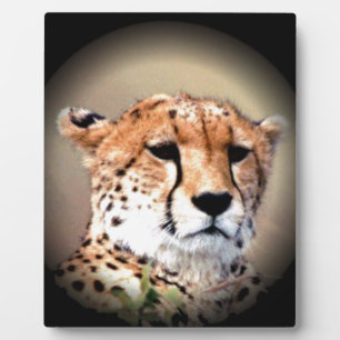 Cheetah Portrait by Full Moon: Nature's Grace Plaque
