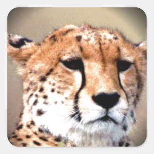 Cheetah Portrait by Full Moon: Nature's Grace Square Sticker