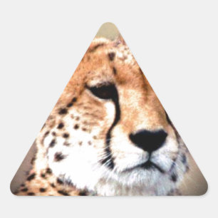Cheetah Portrait by Full Moon: Nature's Grace Triangle Sticker