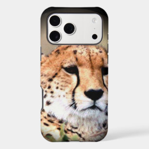 Cheetah Portrait, Full Moon: Nature's Grace