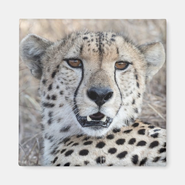 Cheetah Portrait Magnet (Front)
