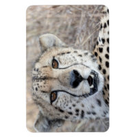Cheetah Portrait
