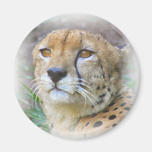 Cheetah portrait magnet