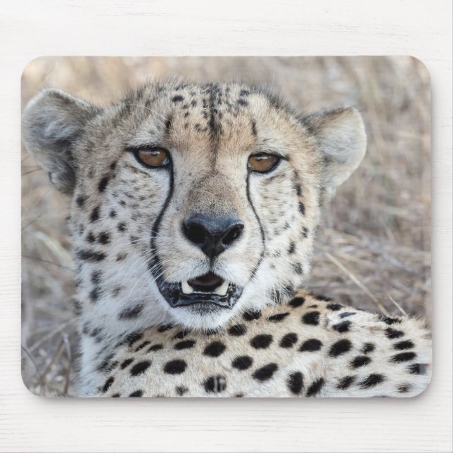 Cheetah Portrait Mouse Mat (Front)