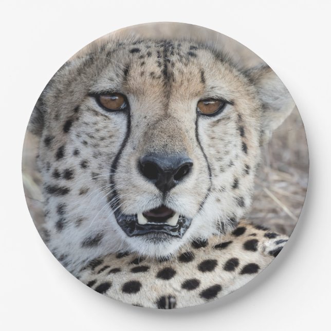 Cheetah Portrait Paper Plate (Front)