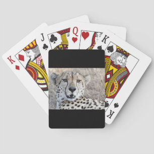 Cheetah Portrait Playing Cards