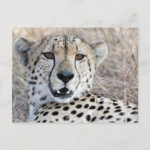 Cheetah Portrait Postcard