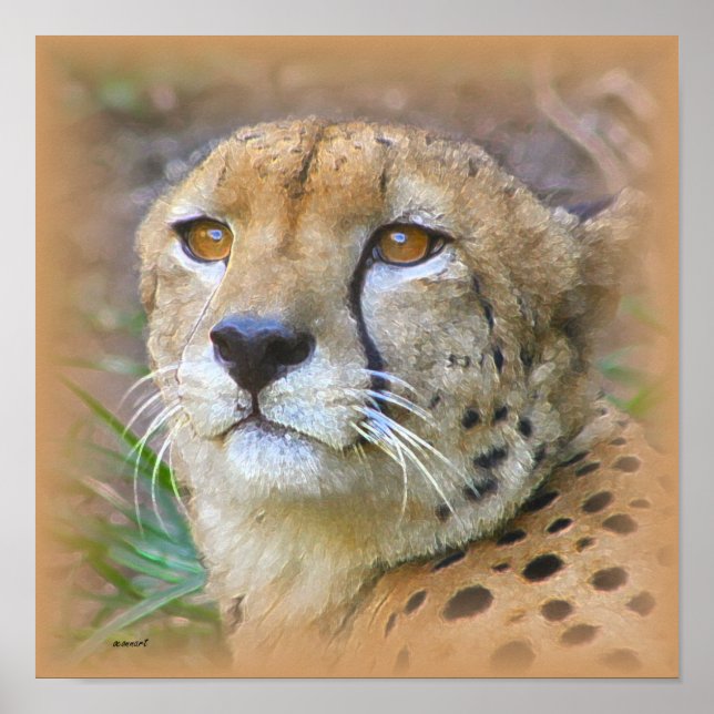 Cheetah portrait poster (Front)