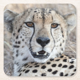 Cheetah Portrait Square Paper Coaster