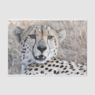 Cheetah Portrait Tissue Paper