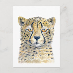 Cheetah Postcard