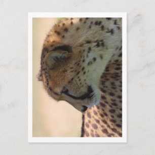 Cheetah Postcard